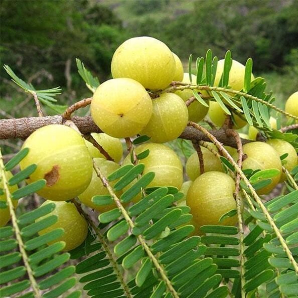 amla-powder-hair-fall-hair-growth